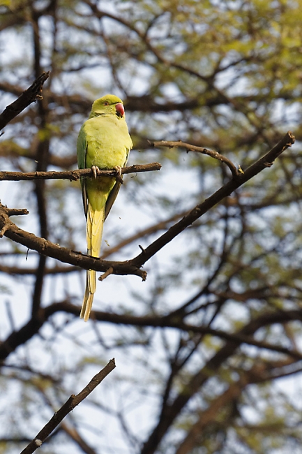 Keoladeo national park-113